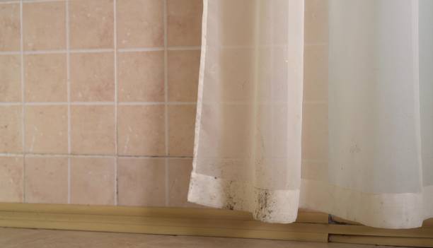  Coleman, MI Mold Removal Pros