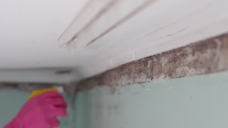 Forensic Mold Investigation in Coleman, MI